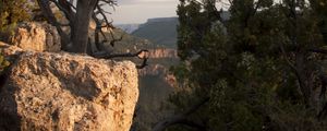 Preview wallpaper canyon, stones, tree, dry, nature