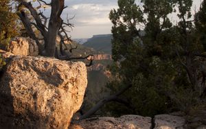 Preview wallpaper canyon, stones, tree, dry, nature