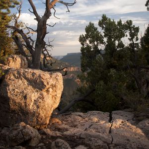 Preview wallpaper canyon, stones, tree, dry, nature