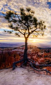 Preview wallpaper canyon, tree, rays, rocks, roots