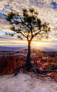 Preview wallpaper canyon, tree, rays, rocks, roots