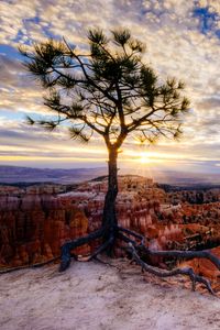 Preview wallpaper canyon, tree, rays, rocks, roots