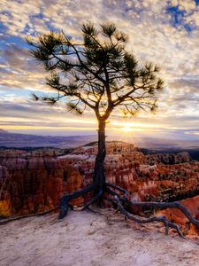 Preview wallpaper canyon, tree, rays, rocks, roots