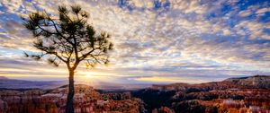 Preview wallpaper canyon, tree, rays, rocks, roots