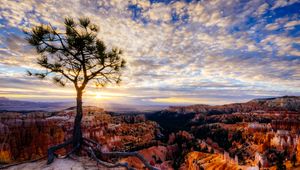 Preview wallpaper canyon, tree, rays, rocks, roots