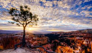 Preview wallpaper canyon, tree, rays, rocks, roots