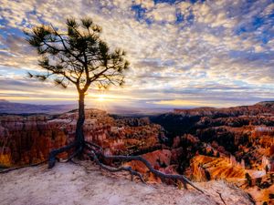 Preview wallpaper canyon, tree, rays, rocks, roots