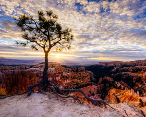 Preview wallpaper canyon, tree, rays, rocks, roots