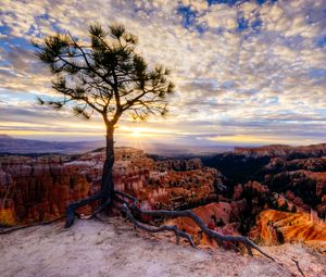 Preview wallpaper canyon, tree, rays, rocks, roots