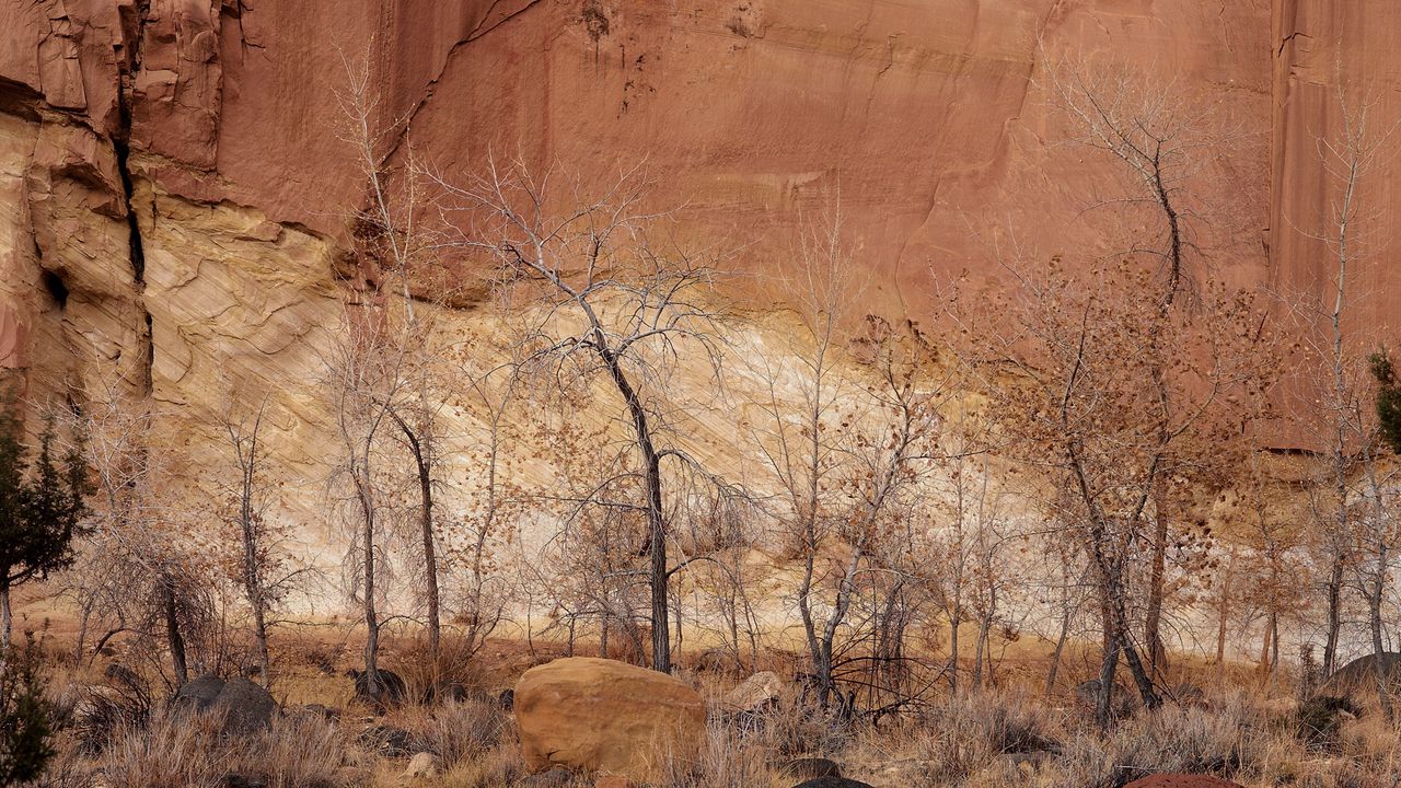 Wallpaper canyon, wall, rocks, trees, sand, fall