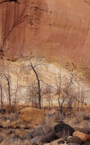Preview wallpaper canyon, wall, rocks, trees, sand, fall