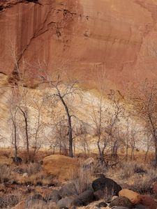 Preview wallpaper canyon, wall, rocks, trees, sand, fall