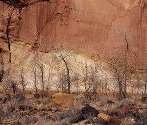 Preview wallpaper canyon, wall, rocks, trees, sand, fall