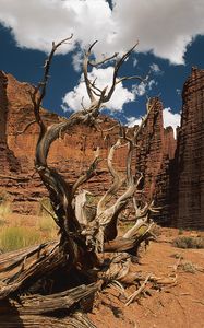 Preview wallpaper canyons, tree, dead, wall, sky, clouds, shade