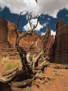 Preview wallpaper canyons, tree, dead, wall, sky, clouds, shade