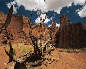 Preview wallpaper canyons, tree, dead, wall, sky, clouds, shade