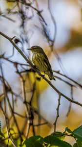 Preview wallpaper cape may warbler, bird, branch, leaves