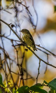 Preview wallpaper cape may warbler, bird, branch, leaves
