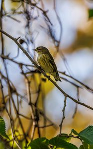 Preview wallpaper cape may warbler, bird, branch, leaves