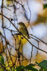 Preview wallpaper cape may warbler, bird, branch, leaves