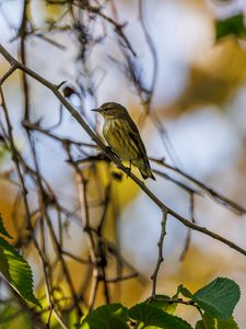 Preview wallpaper cape may warbler, bird, branch, leaves