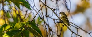 Preview wallpaper cape may warbler, bird, branch, leaves