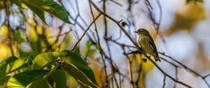 Preview wallpaper cape may warbler, bird, branch, leaves