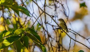 Preview wallpaper cape may warbler, bird, branch, leaves