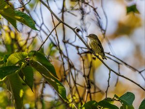 Preview wallpaper cape may warbler, bird, branch, leaves