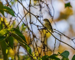 Preview wallpaper cape may warbler, bird, branch, leaves