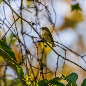 Preview wallpaper cape may warbler, bird, branch, leaves