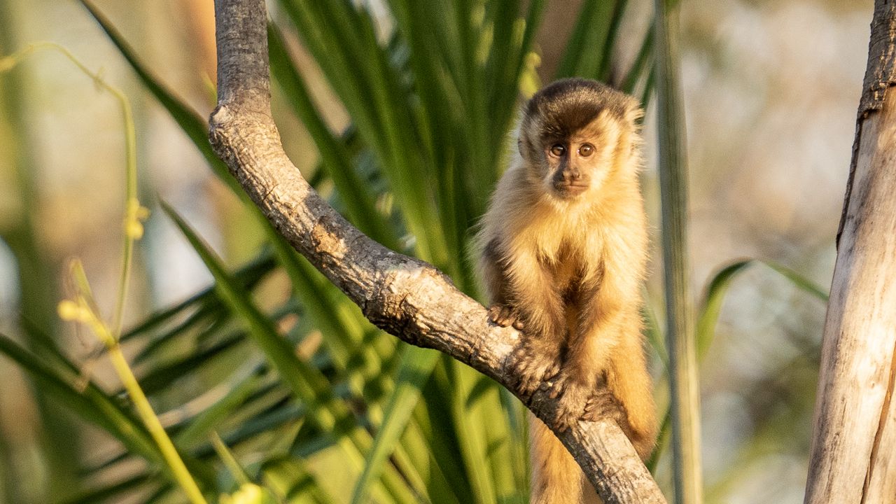 Wallpaper capuchin, monkey, branch, wildlife