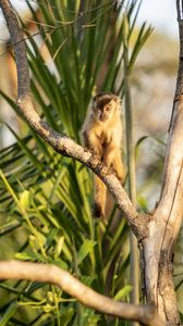 Preview wallpaper capuchin, monkey, branch, wildlife