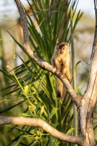 Preview wallpaper capuchin, monkey, branch, wildlife