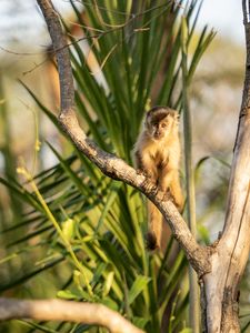 Preview wallpaper capuchin, monkey, branch, wildlife