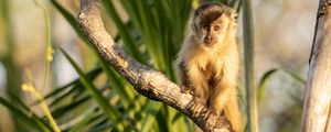Preview wallpaper capuchin, monkey, branch, wildlife