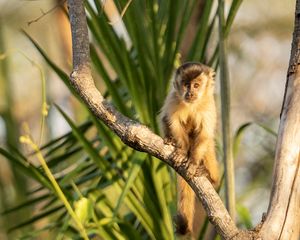 Preview wallpaper capuchin, monkey, branch, wildlife