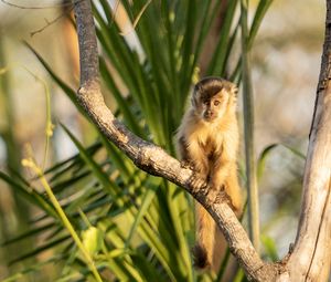 Preview wallpaper capuchin, monkey, branch, wildlife