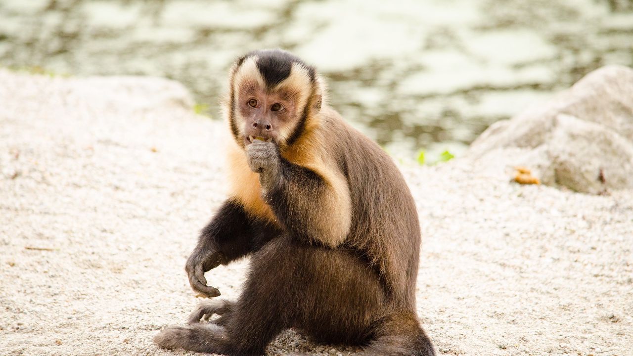 Wallpaper capuchin, monkey, small, cute