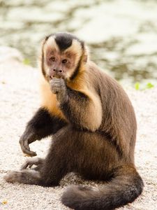 Preview wallpaper capuchin, monkey, small, cute