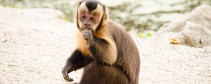 Preview wallpaper capuchin, monkey, small, cute