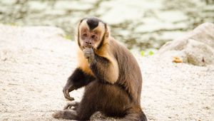 Preview wallpaper capuchin, monkey, small, cute