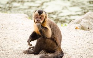 Preview wallpaper capuchin, monkey, small, cute