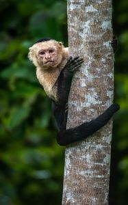 Preview wallpaper capuchin, monkey, tree, wildlife