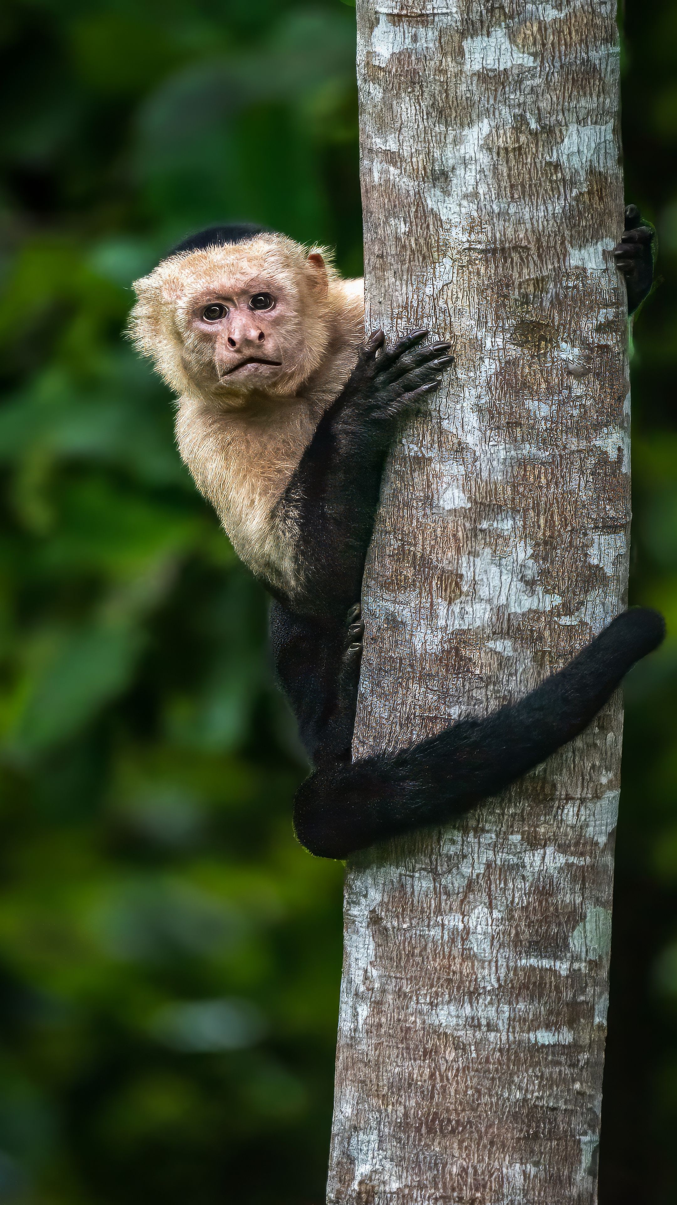 2160x3840 Wallpaper capuchin, monkey, tree, wildlife