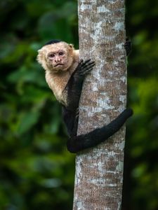 Preview wallpaper capuchin, monkey, tree, wildlife