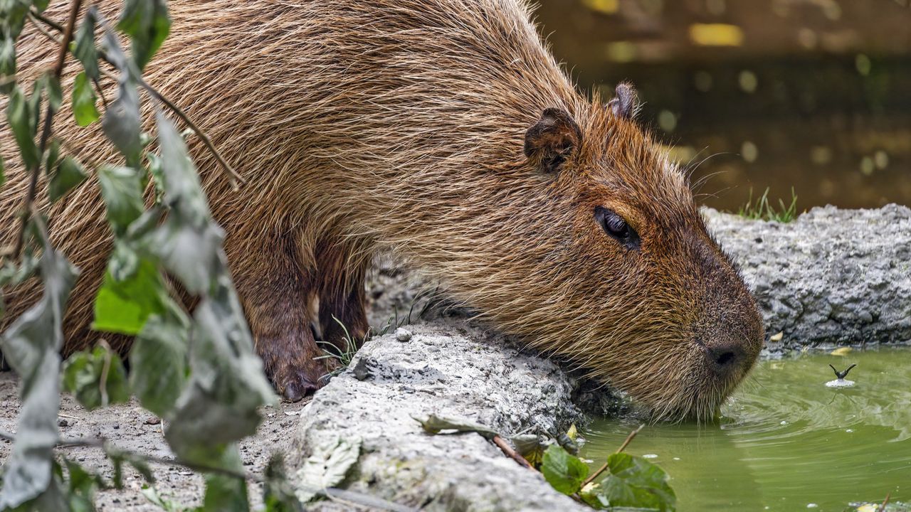 Wallpaper capybara, animal, stones, water, leaves