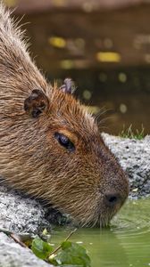 Preview wallpaper capybara, animal, stones, water, leaves