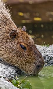 Preview wallpaper capybara, animal, stones, water, leaves