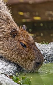 Preview wallpaper capybara, animal, stones, water, leaves